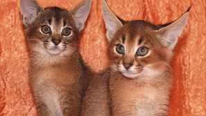 Уникалността на котката karaket